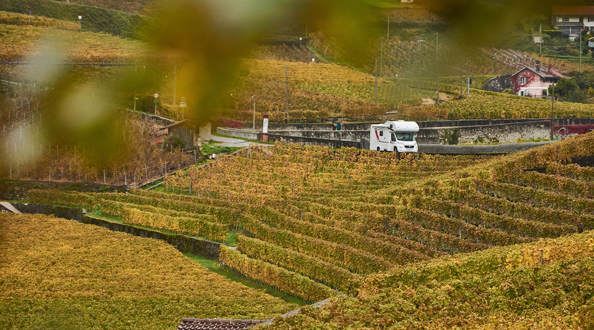 An autumnal scene of a white coachbuilt motorhome in a vineyard